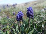 Muscari neglectum