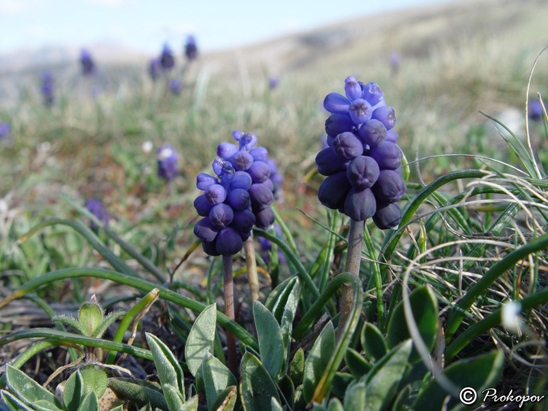 Image of Muscari neglectum specimen.