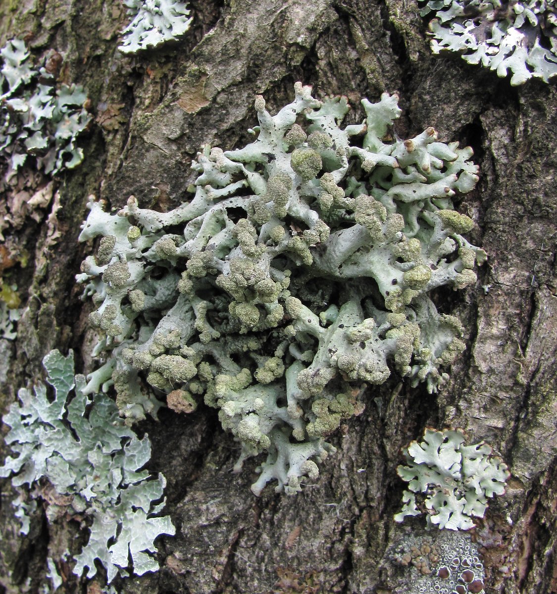 Image of Hypogymnia tubulosa specimen.