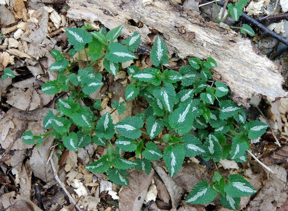 Image of Lamium maculatum specimen.