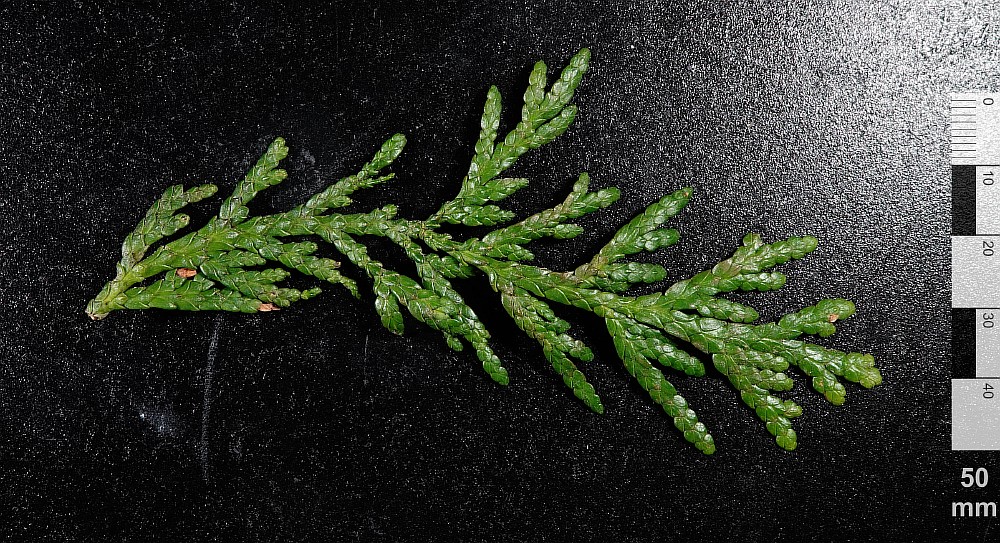 Image of Thuja standishii specimen.