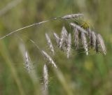 Image of taxon representative. Author is Роланд Цандекидис