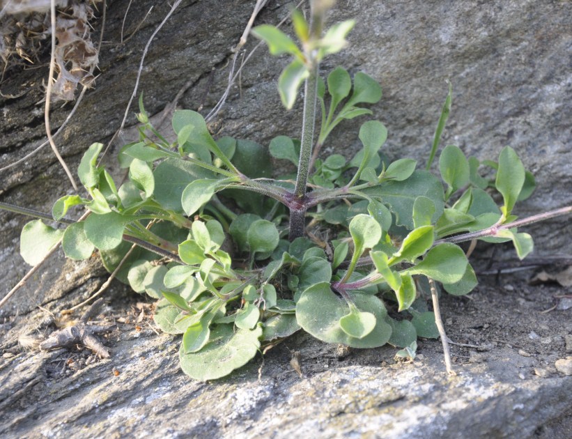 Image of Silene italica specimen.