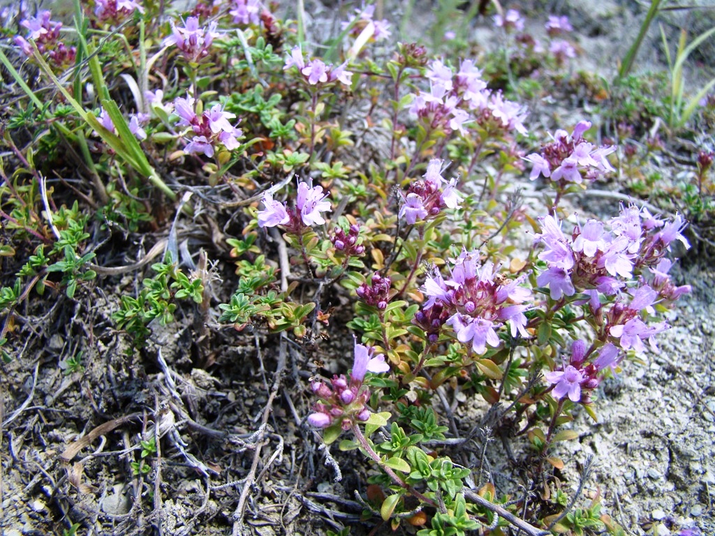 Image of Thymus dubjanskyi specimen.