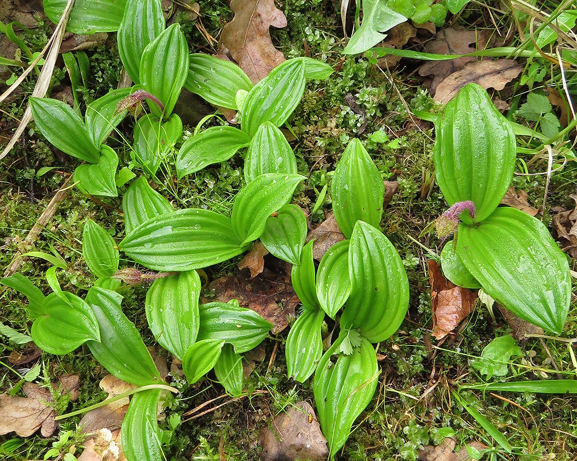 Image of Cypripedium micranthum specimen.