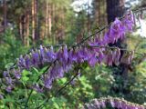 Hedysarum alpinum. Соцветия. Свердловская обл., окр. г. Североуральск, склон известняковой скалы. 09.07.2007.