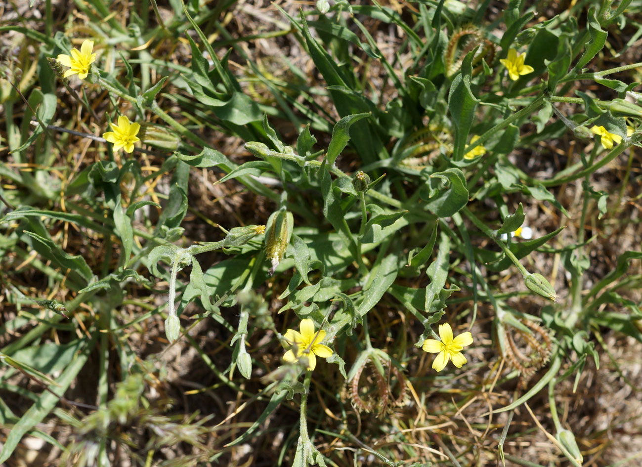 Image of Koelpinia linearis specimen.