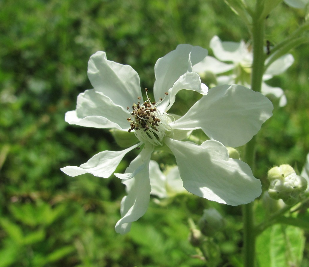 Изображение особи Rubus canescens.