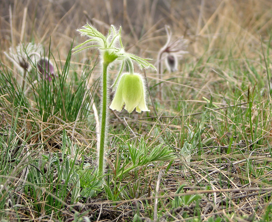 Image of Pulsatilla ucrainica specimen.