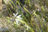 Silene pugionifolia