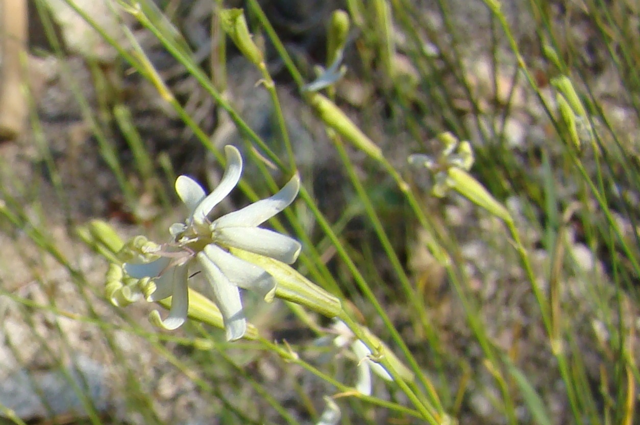 Image of Silene pugionifolia specimen.