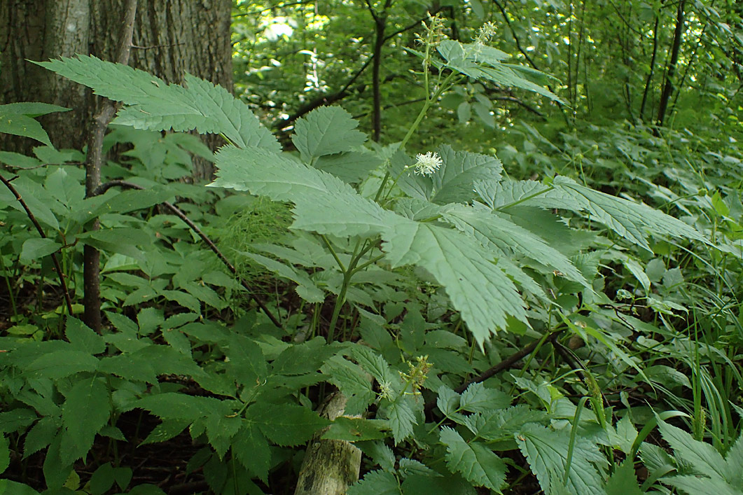 Image of Actaea spicata specimen.