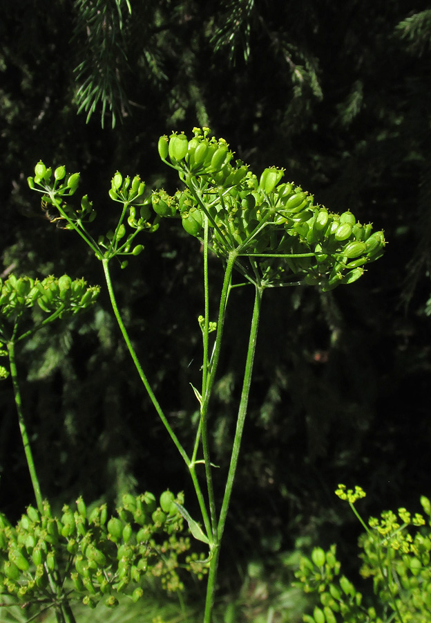 Image of Pastinaca sylvestris specimen.