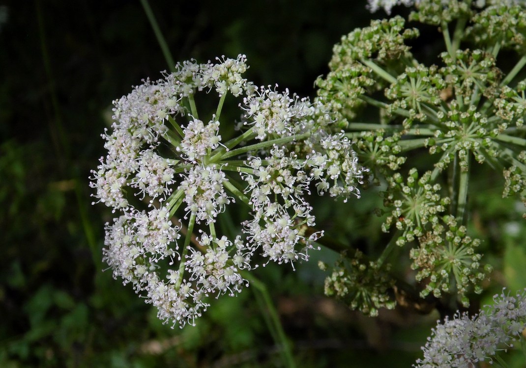 Изображение особи Angelica sylvestris.