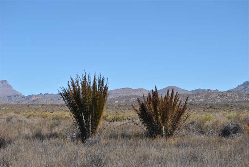 Image of Elegia capensis specimen.