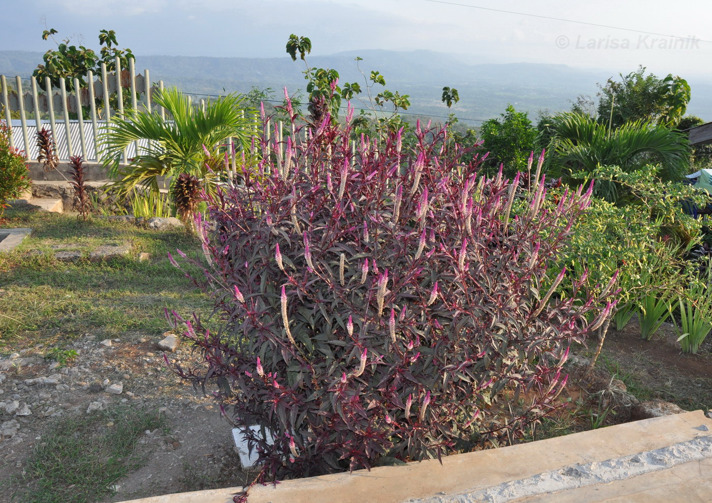 Изображение особи Celosia spicata.