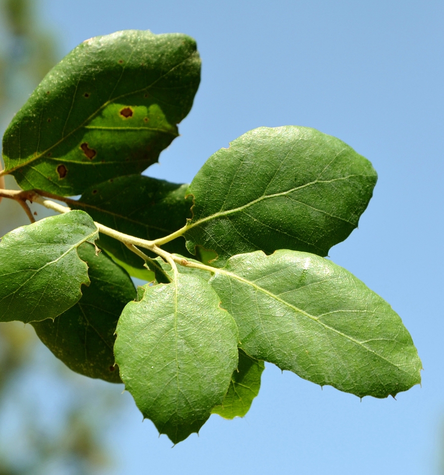 Изображение особи Quercus suber.