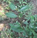 семейство Lauraceae