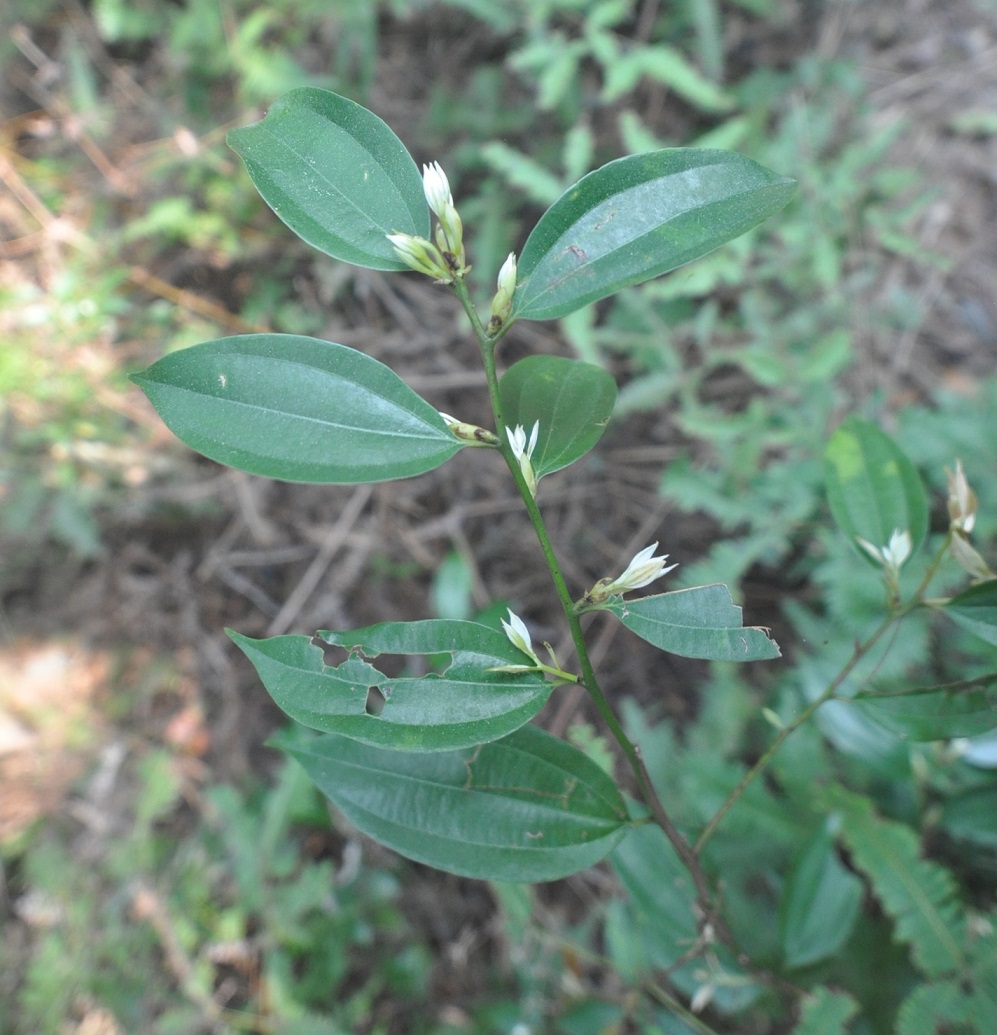 Изображение особи семейство Lauraceae.