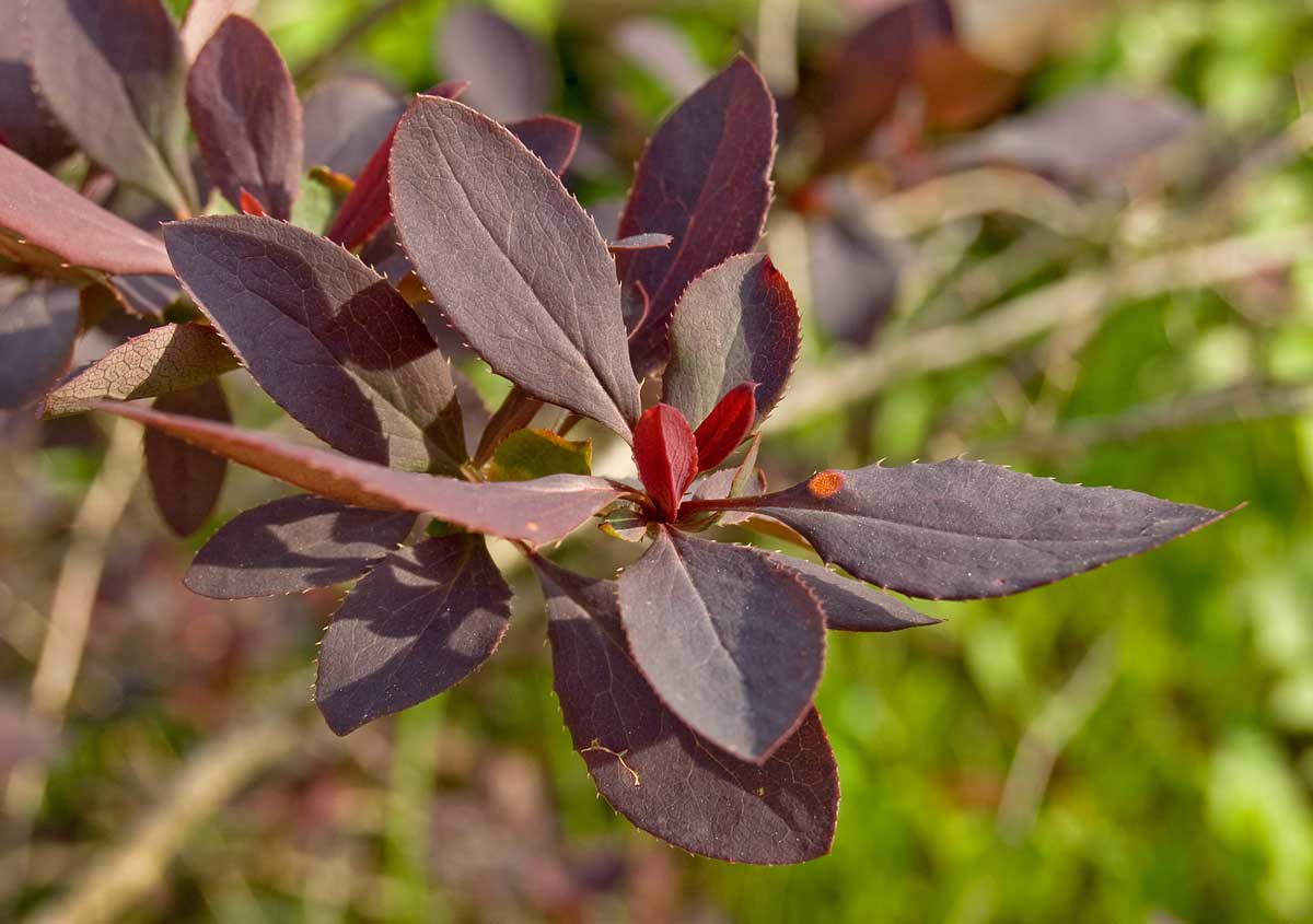 Изображение особи Berberis vulgaris f. atropurpurea.