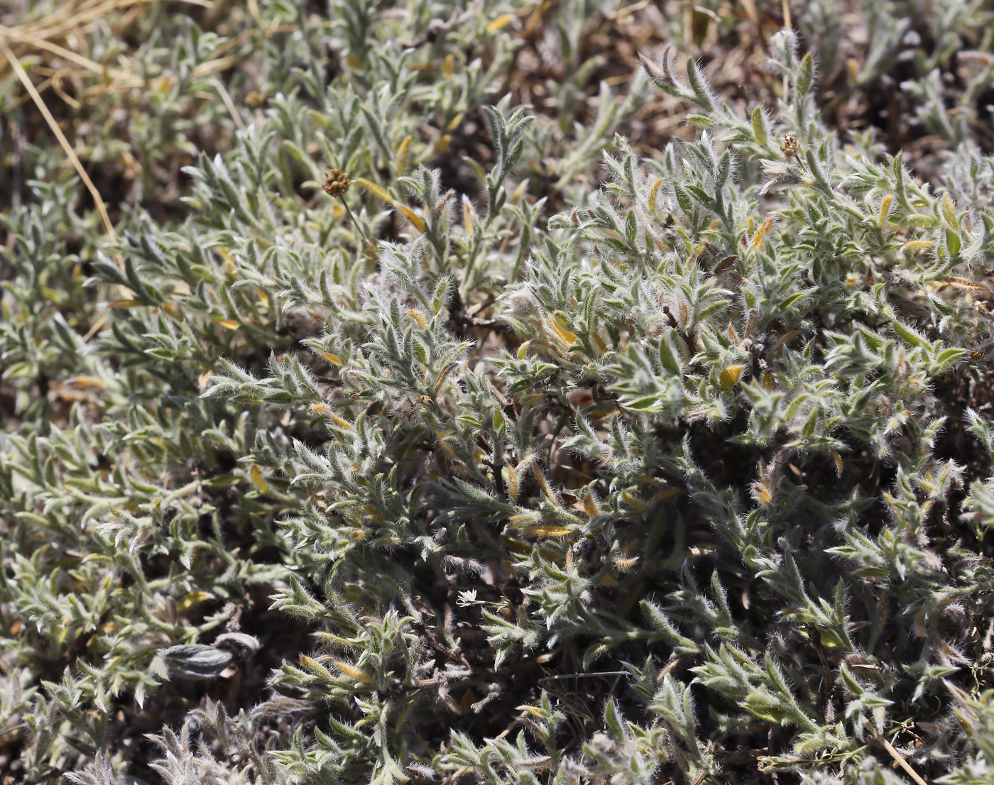 Image of Genista millii specimen.