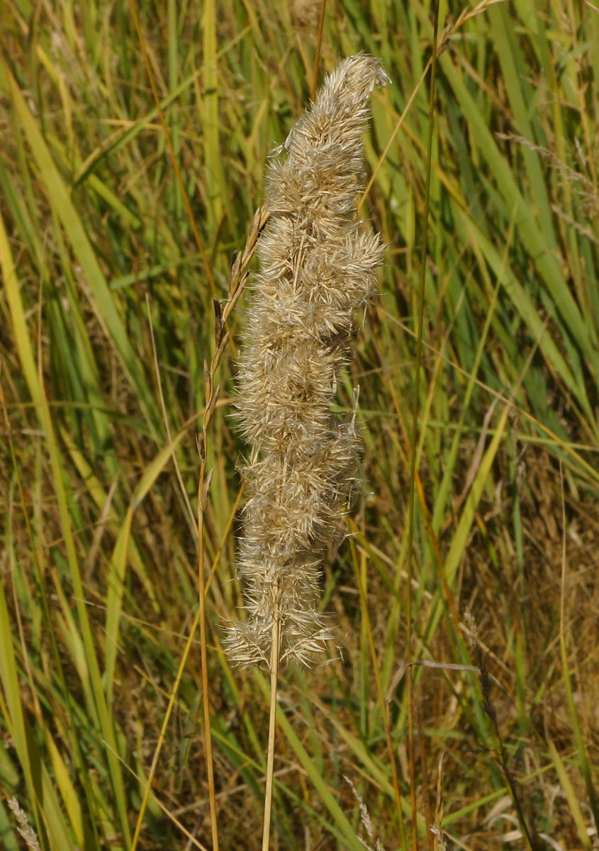 Image of Calamagrostis epigeios specimen.