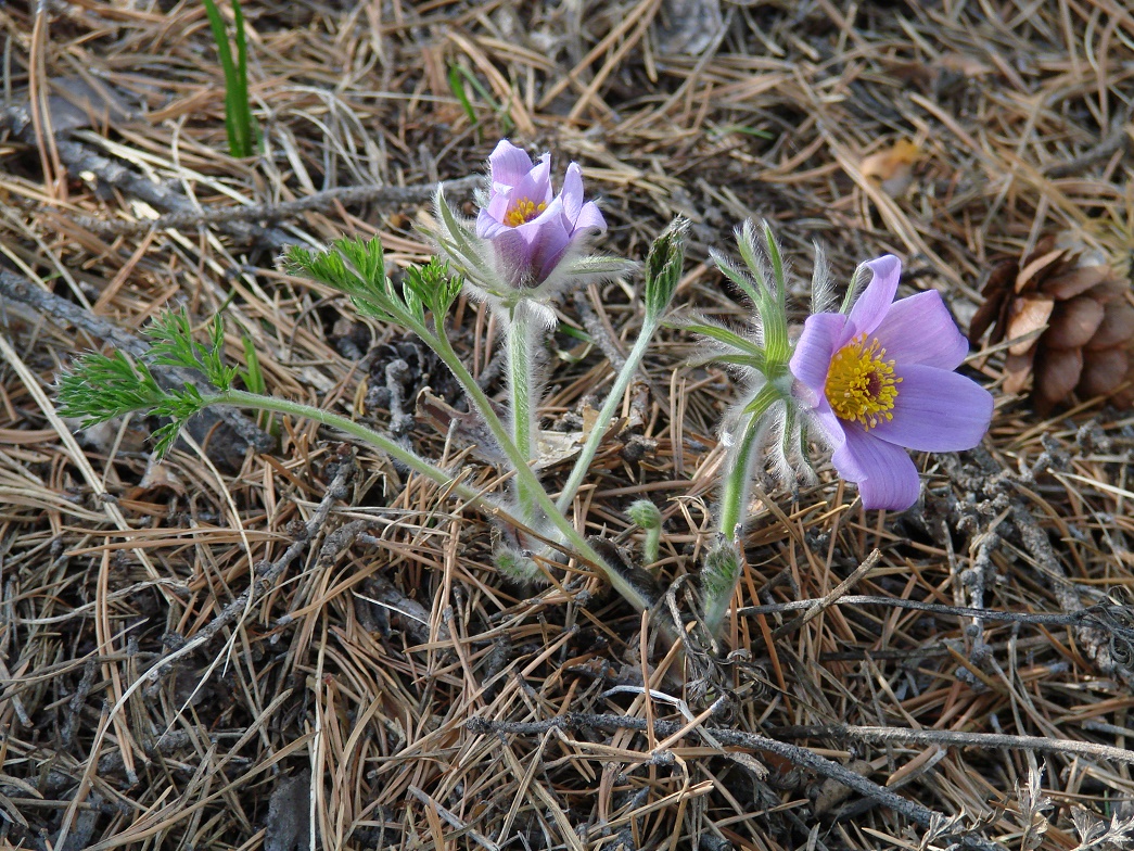 Изображение особи Pulsatilla turczaninovii.