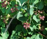 Amelanchier alnifolia. Ветви с соплодиями с незрелыми плодами. Пермский край, Кунгурский р-н, окр. с. Филипповка, северная часть Кунгурской лесостепи, гора Ледяная, южный склон. 16.07.2017.