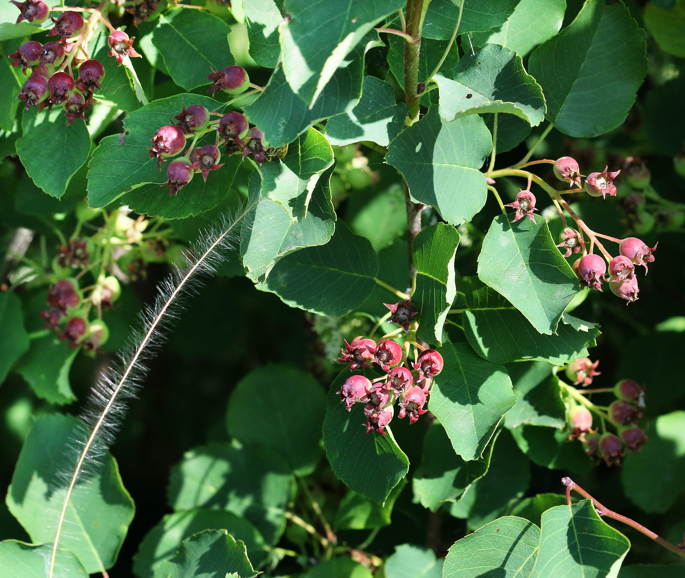 Image of Amelanchier alnifolia specimen.