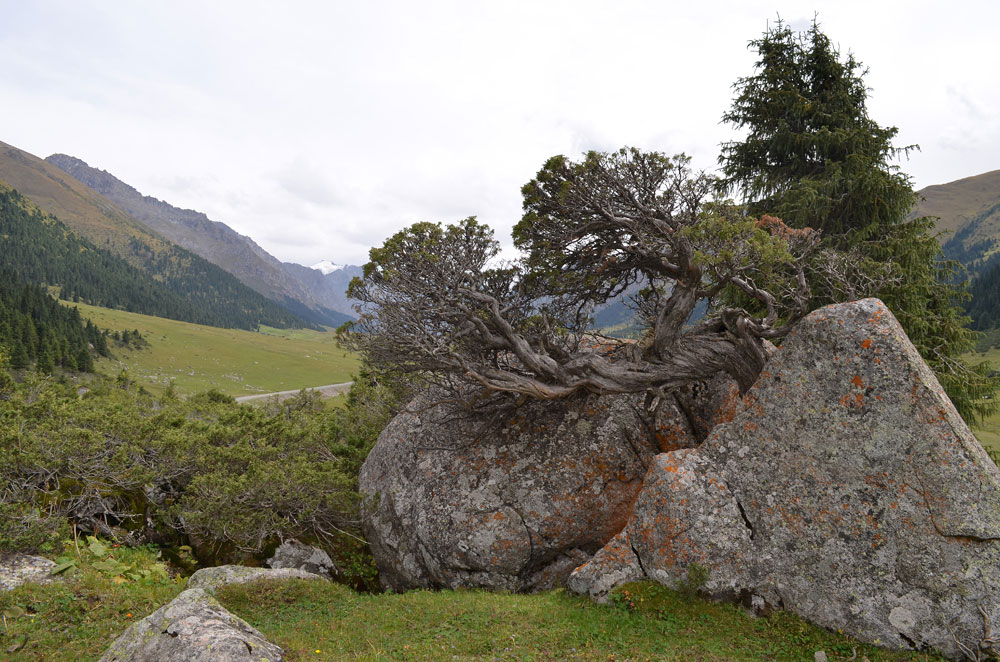 Image of Juniperus pseudosabina specimen.