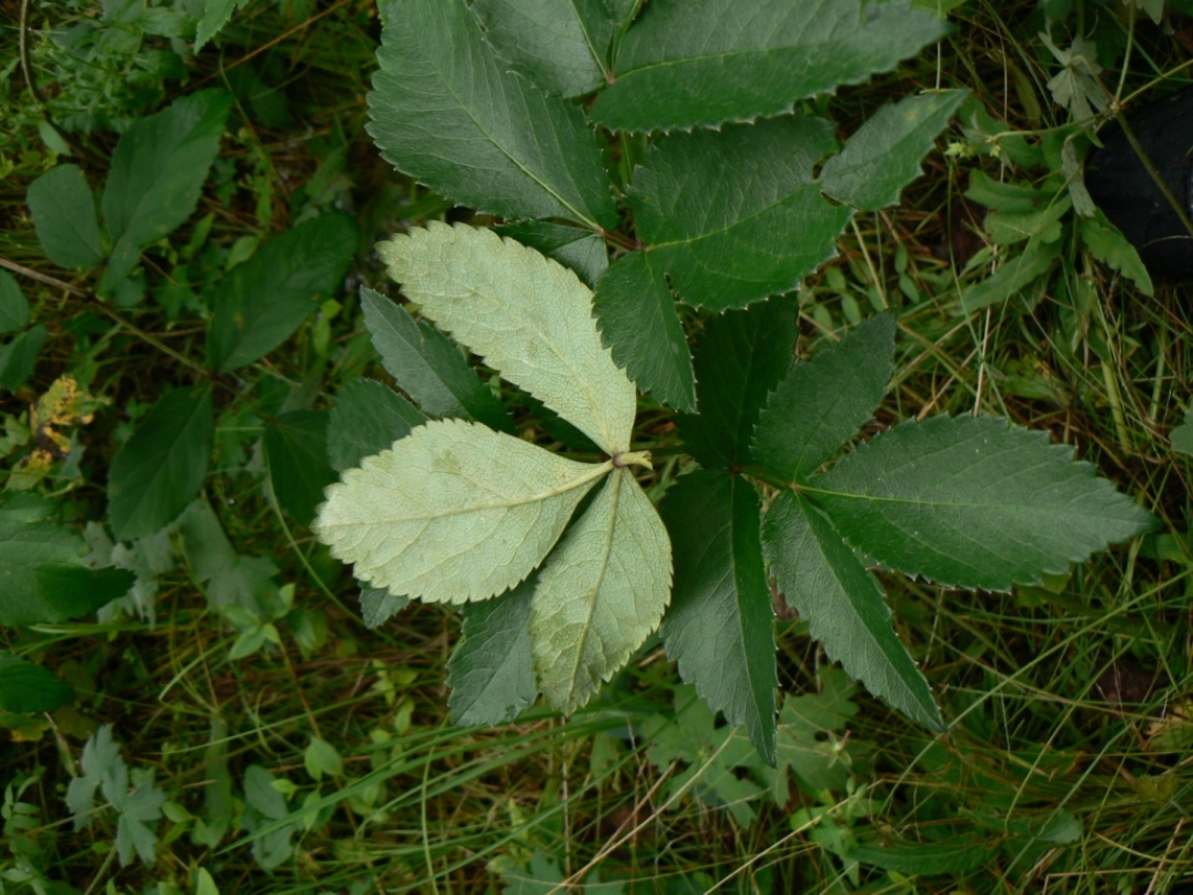 Image of Angelica cincta specimen.