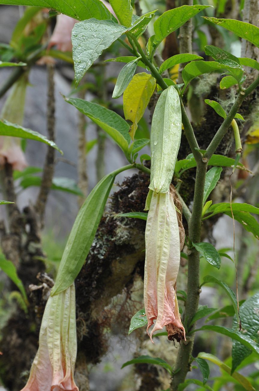 Image of Brugmansia &times; candida specimen.