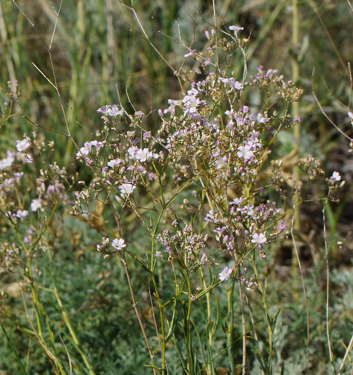 Image of Gypsophila patrinii specimen.