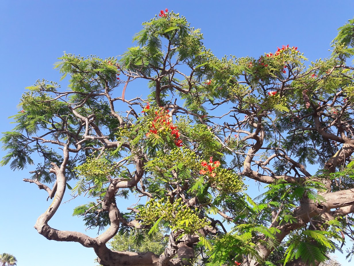 Image of Delonix regia specimen.