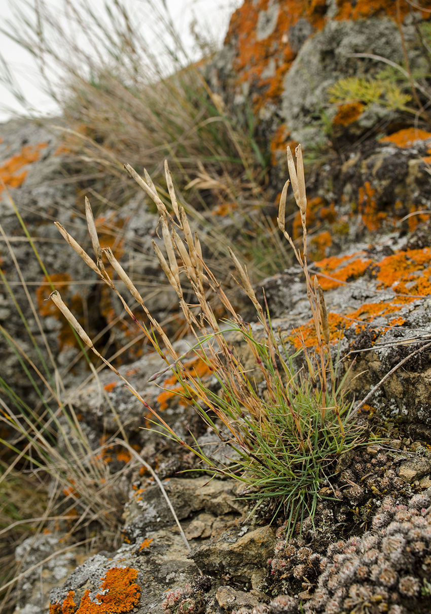 Image of Dianthus acicularis specimen.