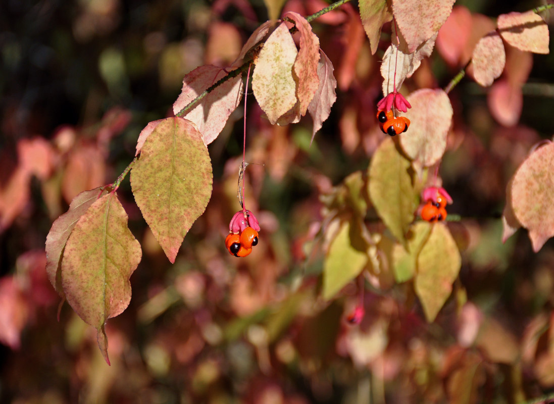 Image of Euonymus verrucosus specimen.