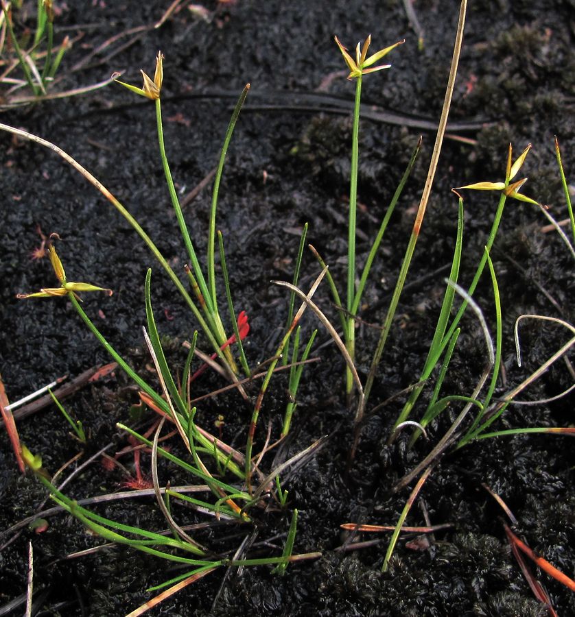 Изображение особи Carex pauciflora.