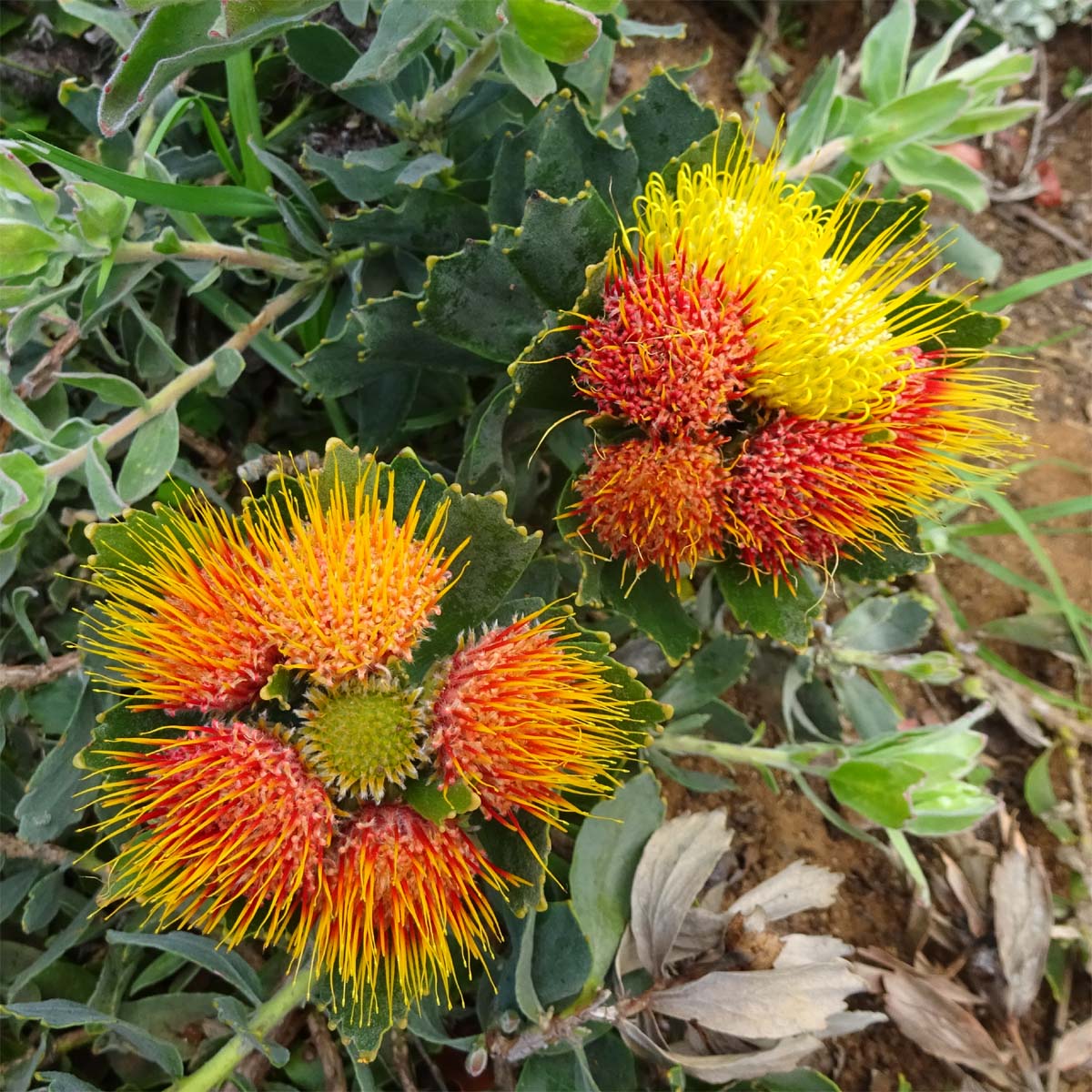 Изображение особи Leucospermum mundii.