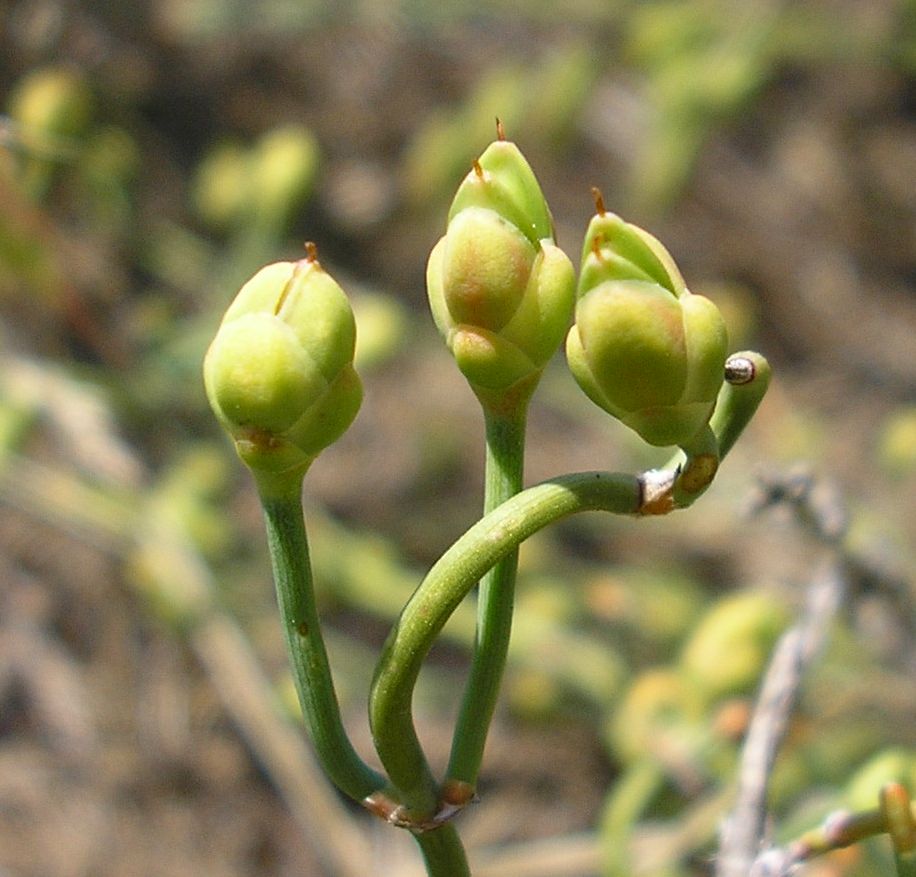 Image of Ephedra distachya specimen.