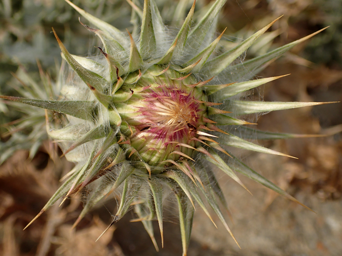 Image of Onopordum caulescens specimen.