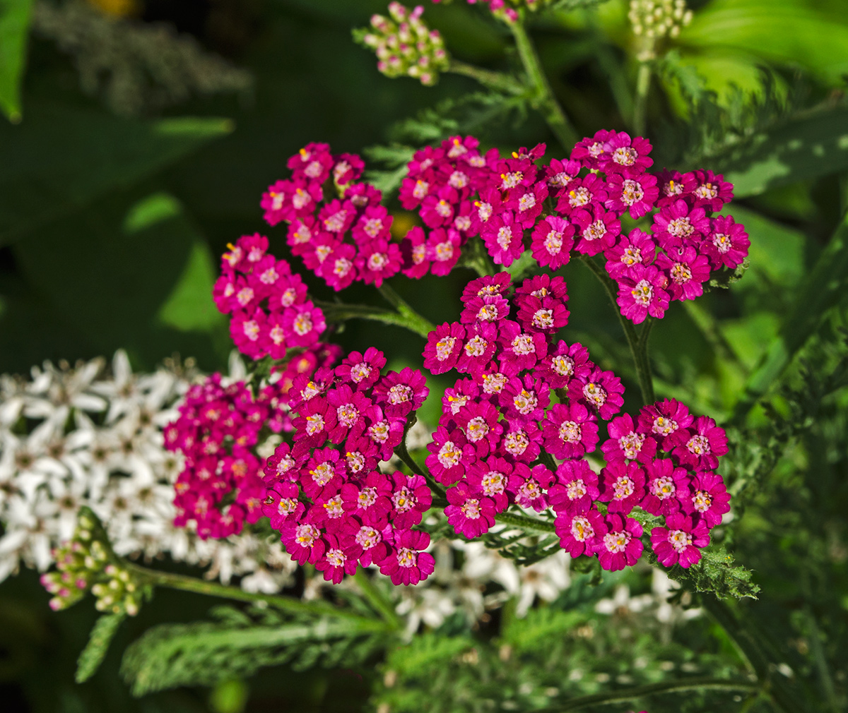 Image of genus Achillea specimen.