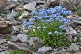 Myosotis alpestris. Цветущeе растениe. Карачаево-Черкесия, Зеленчукский р-н, окр. пос. Архыз, хребет Абишира-Ахуба, западный склон пер. Агур Южный, 2880 м н.у.м., каменистая площадка. 30.07.2018.