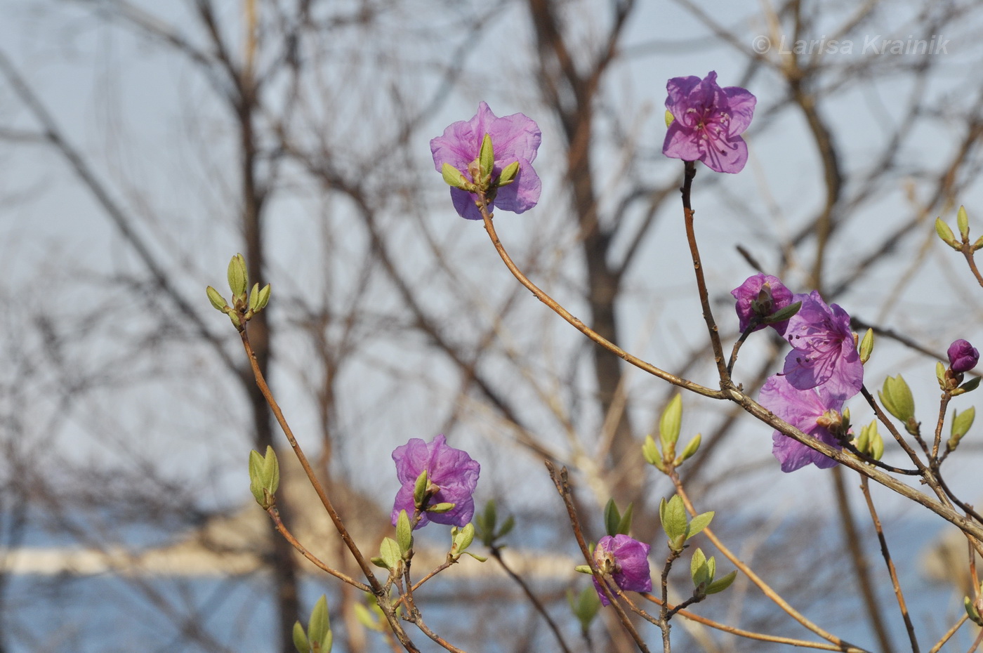 Изображение особи Rhododendron mucronulatum.