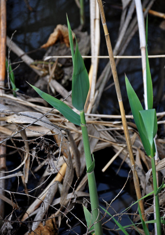 Image of Phragmites australis specimen.