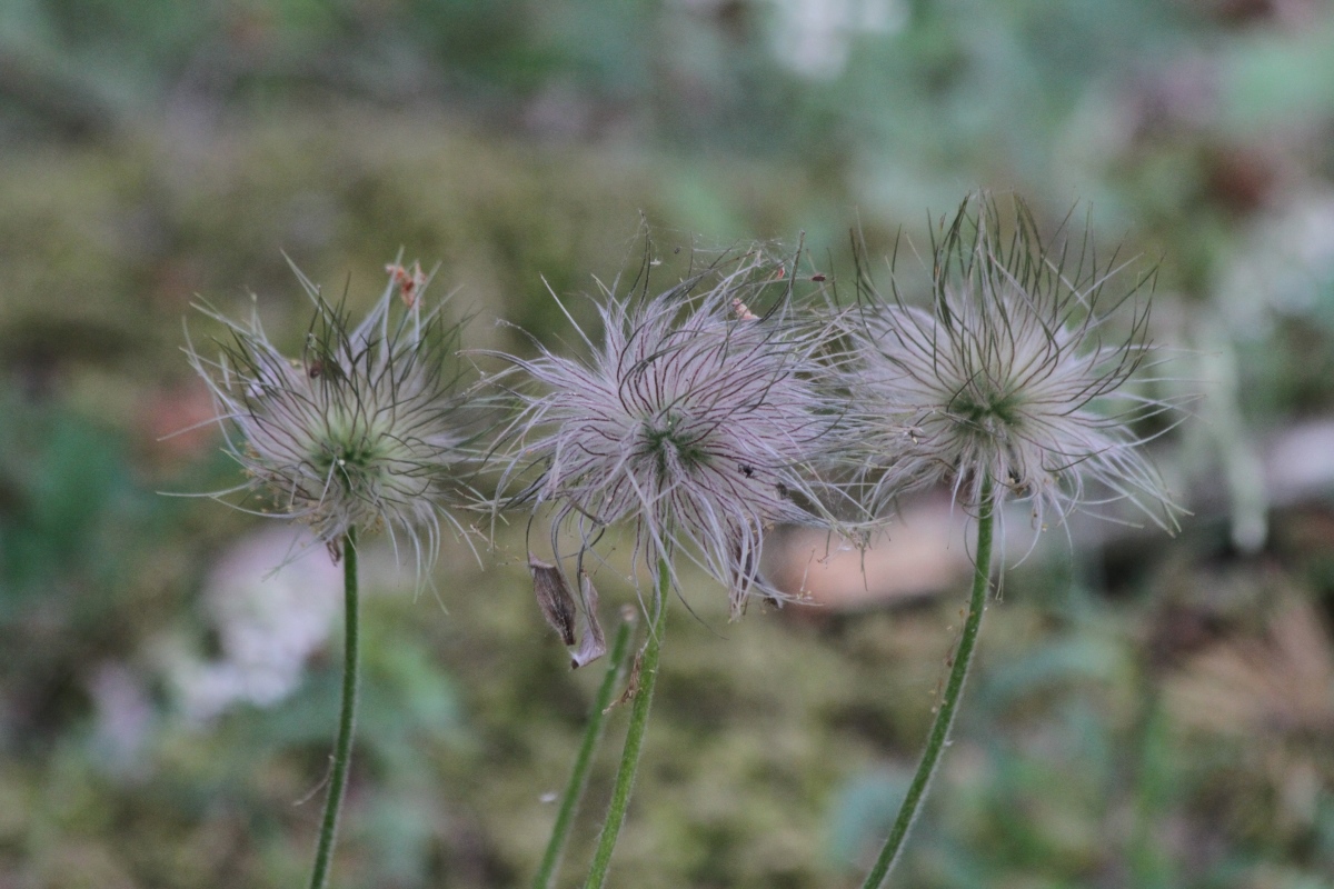 Image of Pulsatilla pratensis specimen.