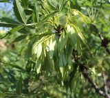 Fraxinus oxycarpa