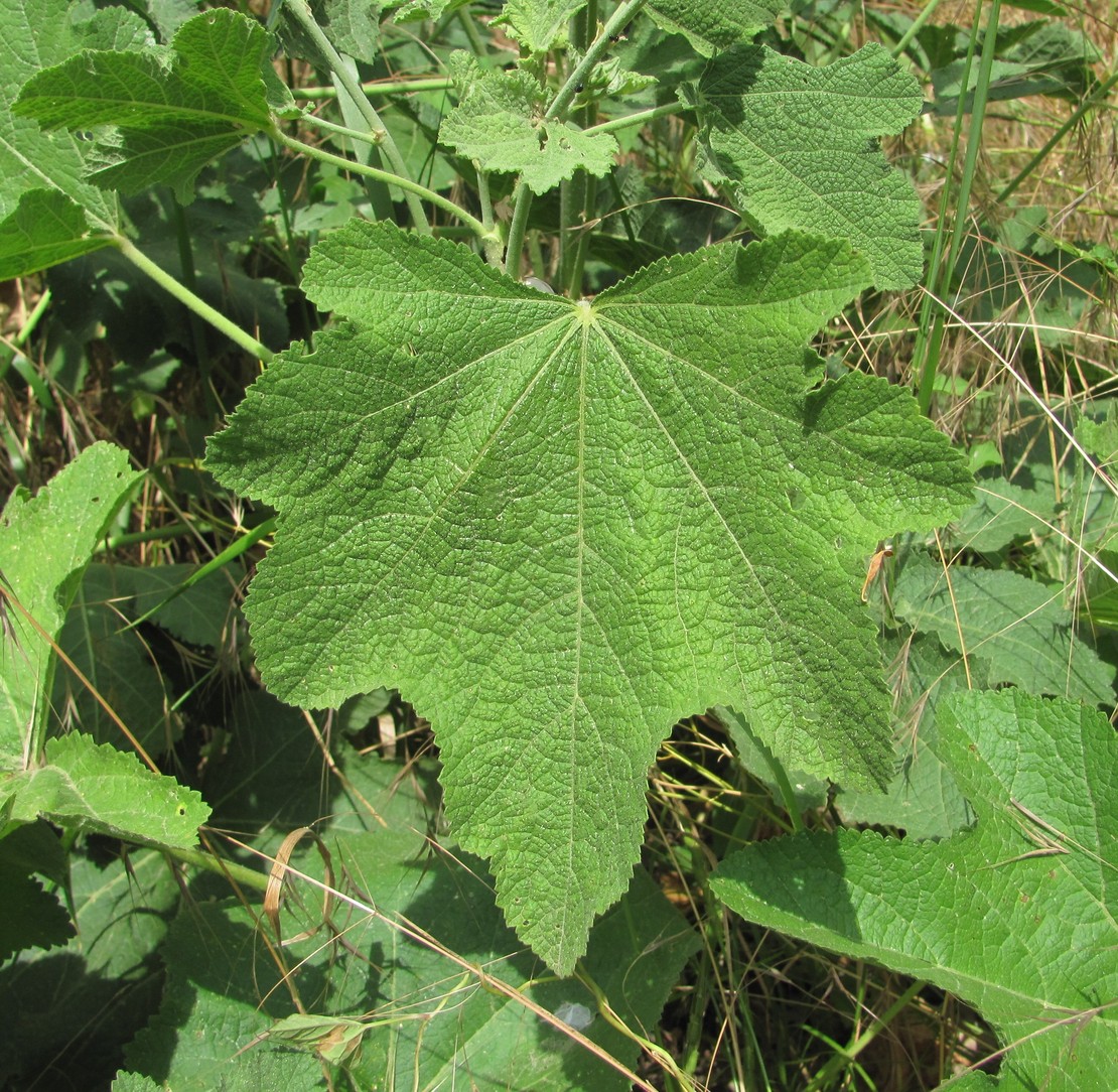 Изображение особи Alcea rugosa.