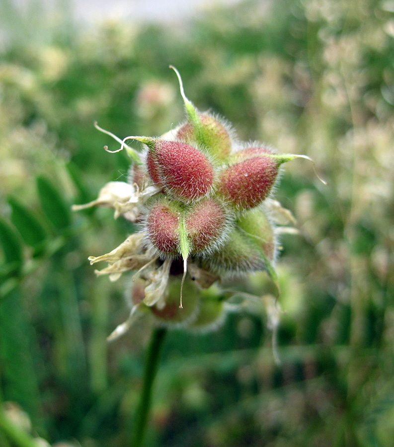 Image of Astragalus cicer specimen.