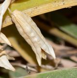 Ferraria crispa