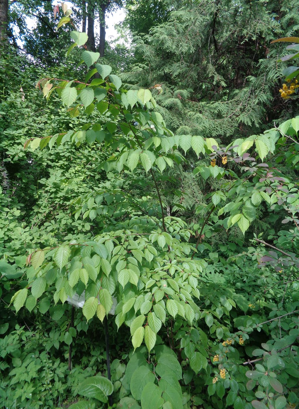 Изображение особи Cerasus sachalinensis.